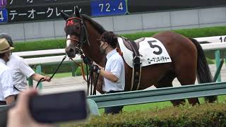 2021 阪神競馬場の2歳新馬戦 テーオーコンドルが馬を追いかけるも輪乗りの場所で確保!! 現地映像