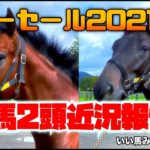【競馬・馬主】サマーセール2021落札1歳馬2頭近況報告‼️（いい馬みつけ旅Vol.093）