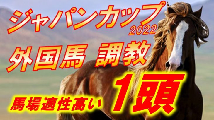 ジャパンカップ2022　外国馬4頭とダノンベルーガの追い切り診断！！　日本競馬に対応できる１頭とは！？　元馬術選手のコラム【競馬】