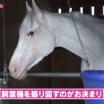 【超かわいい】ソダシのプライベート映像を大公開！｜競馬好き女子会 ＃3 白い馬